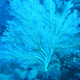 Underwater beauty near Swallow Reef.
